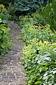 Curved cobbled path leading between foliage plants in garden