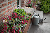Zinc watering can next to raised bed with rusty metal surround