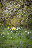 Daffodils under blossoming fruit trees