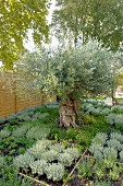 Bed of Mediterranean herbs around magnificent old olive tree