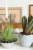 Succulent planted in silver bowl and cactus in pale grey, glossy china pot