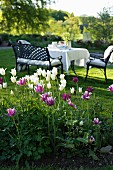 White and purple tulips in front of set table, bench and chairs in garden