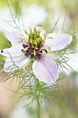 White-flowering love-in-a-mist (Nigella damascena)