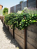 Flowering plants in raised bed made from wooden boards lining garden fence