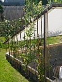 Garden with sunken terrace below awning on wooden frame with climbing plants on canes to one side
