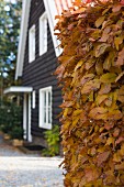 Beech hedge with yellow autumn leaved in front of dark wooden house with white window frames