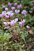 Cyclamen with pale purple flowers in garden