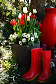 Red wellingtons in front of planter of white & red tulips and white violas in garden