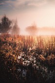 Marshy field and fog at dawn, Gloucestershire, England, UK