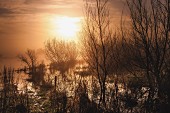 Sonnenaufgang über See & Sumpflandschaft (Glocestershire, England)