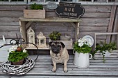 Pug between potted geraniums in front of decorative lanterns on weathered wooden bench