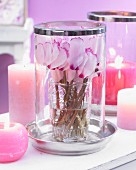 Weihnachtliche Dekoration mit rosafarbenen Kerzen & Alpenveilchenblüten in Glasvase