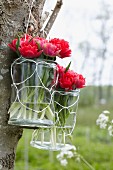 Rote Tulpen der Sorte Tulipa First Price in Glasvasen an Baumstamm hängend