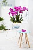 Pink blühende Orchidee der Sorte Phalaenopsis Hollywood in Pflanzschale auf Stuhl