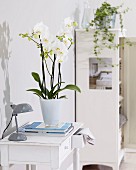Weiß blühende Orchidee als Zimmerpflanze auf Wandtischchen