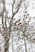 Snowy beech branch with beechnuts