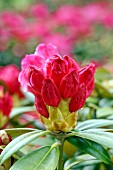 Rote Rhododendronknospe