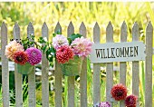 Dahlias in metal pots and welcome sign on picket fence; meadow in background