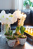 Christmas arrangement of white amaryllis in vase and hyacinths in floral pots