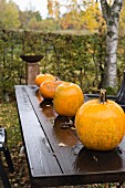 Pumpkins on wet wooden table in garden