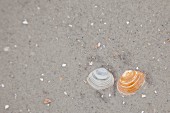 Seashells in sand