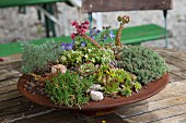 Rusty dish planted with succulents on wooden table outdoors