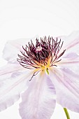 White clematis flower