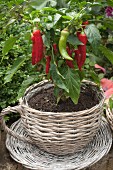 Chilli plant planted in wicker teacup outdoors