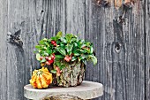 Hand-crafted bark pot next to pumpkin on surface against wooden board wall