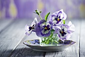 Violas in glass of water on plate