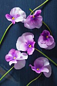 Violas on blue wooden surface