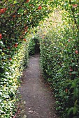 Narrow path in densely planted garden