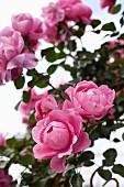 Flowering rosebush