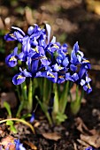 Netted iris (Iris reticulata, also know as Dwarf iris) growing in garden