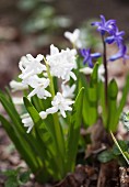 White and blue squill in spring garden