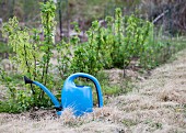 A watering can in a garden
