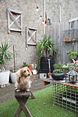 Small dog on old wooden bench in courtyard decorated with many potted plants and artificial grass rug