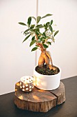 Bonsai tree in bowl and tealight holder on slice of tree trunk