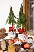 Flower pots holding Christmas trees made from thuja sprigs, amaryllis and nuts behind apples on stack of firewood