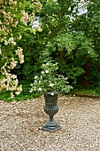 Rose planted in urn on gravel area in garden