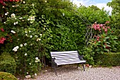 Romantic garden bench below roses climbing over trellis arch in front of green hedge