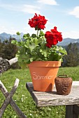 Red geranium in labelled terracotta pot on wooden board outside with Alpine landscape in background