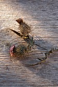 Dried thistle heads on wooden surface