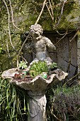 Old birdbath with clam shell and cherub planted with cacti and succulents