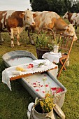 Milchbad mit Rosenblüten, auf Ablage Waschutensilien, im Hintergrund Kühe auf der Weide