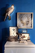 Insects in display cases, stuffed birds and framed, antique headdress on blue-painted wall