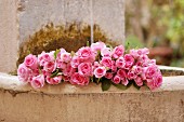 Cut, pink roses lying in stone fountain in garden