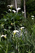 Garden planted with white calla lilies