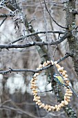 Blue tit on peanut wreath hanging from wintry tree