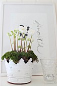 White-flowering plant and moss in ornate metal pot